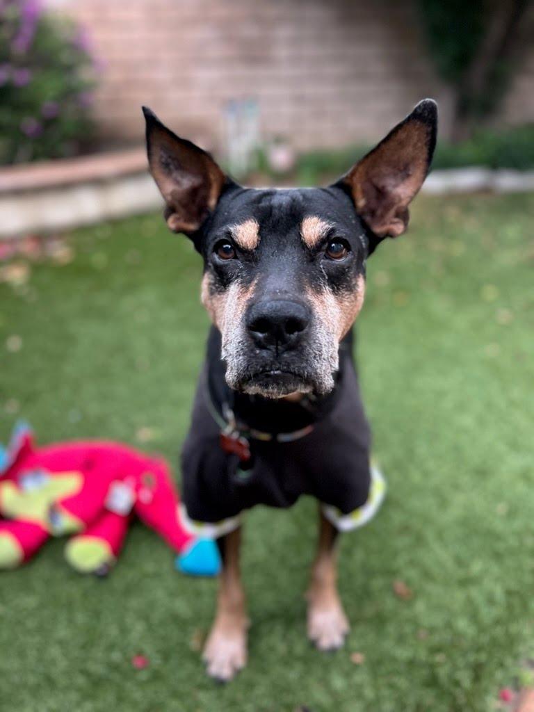 Enlarge Valor - Adopt Me!, a Adoptable mixed breed in Lake Forest, CA image 3/6