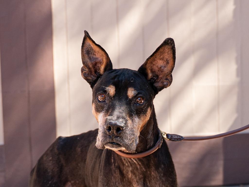 Enlarge Valor - Adopt Me!, a Adoptable mixed breed in Lake Forest, CA image 4/6