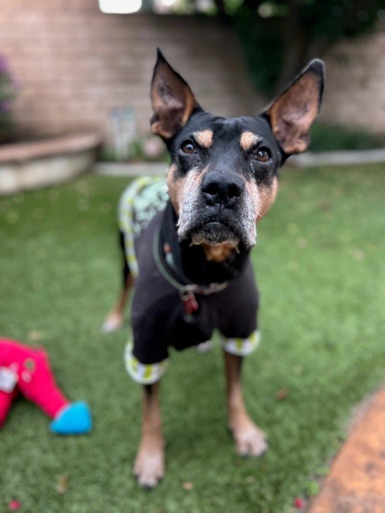 Enlarge Valor - Adopt Me!, a Adoptable mixed breed in Lake Forest, CA image 5/6