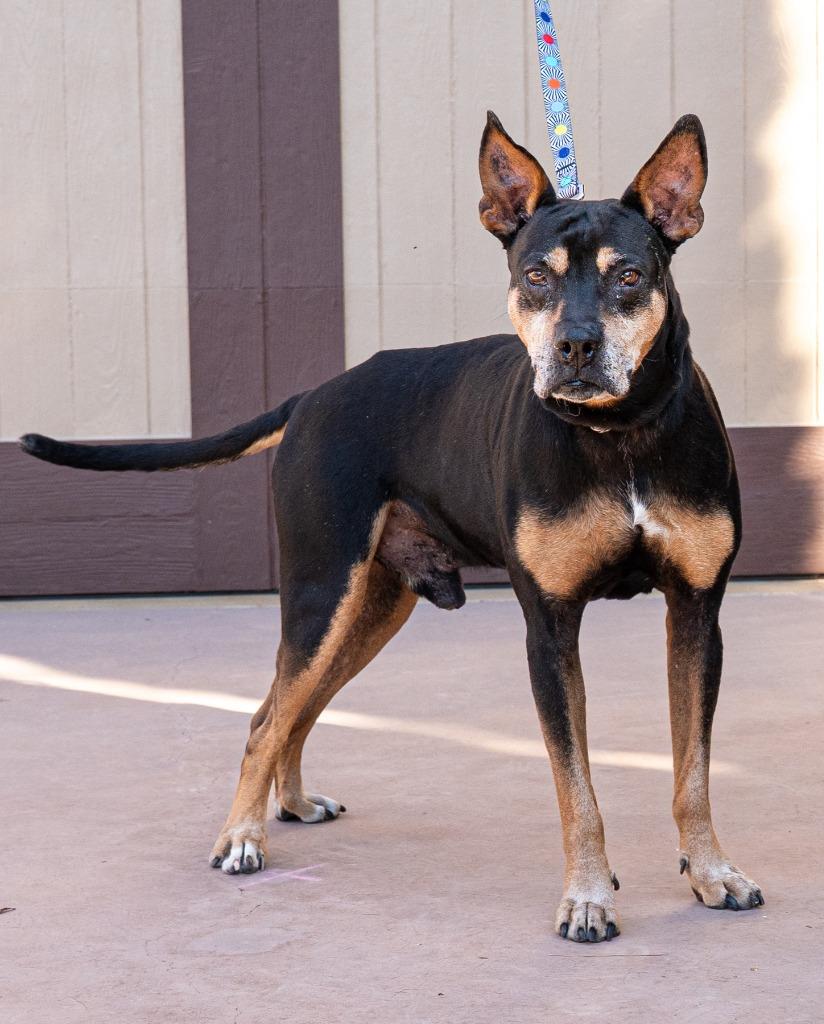 Enlarge Valor - Adopt Me!, a Adoptable mixed breed in Lake Forest, CA image 6/6
