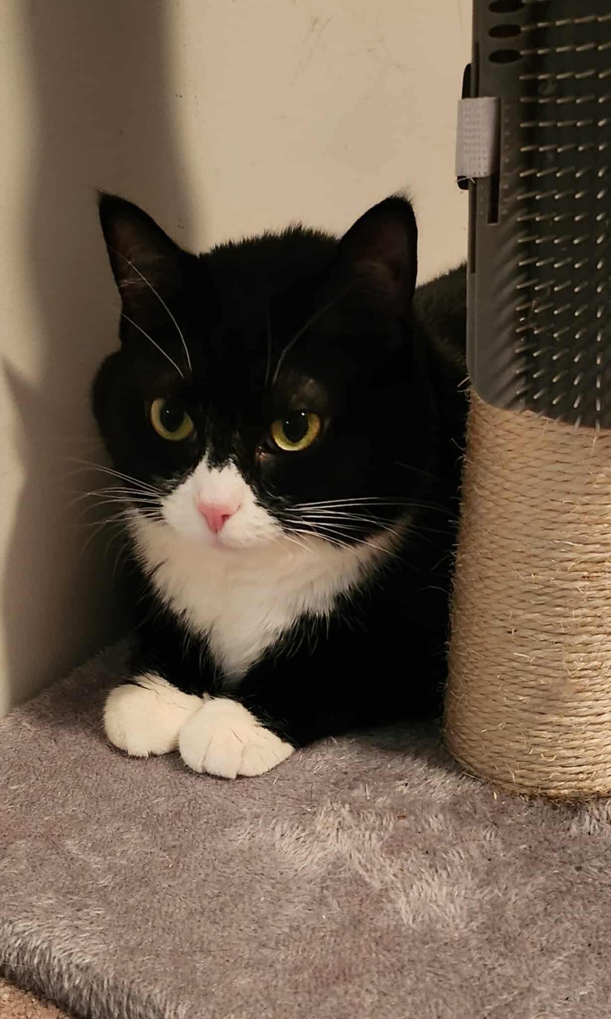 Sushi, Adopted, Adult Female Domestic Short Hair.