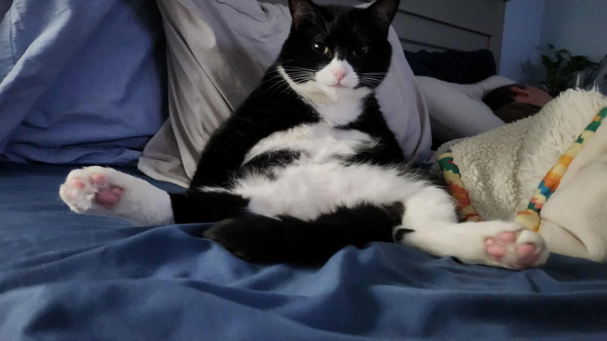 Sushi, a Adopted Domestic Short Hair in Manchester, CT image 2/5