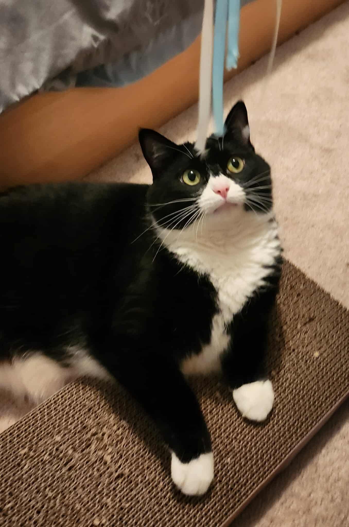 Sushi, a Adopted Domestic Short Hair in Manchester, CT image 3/5