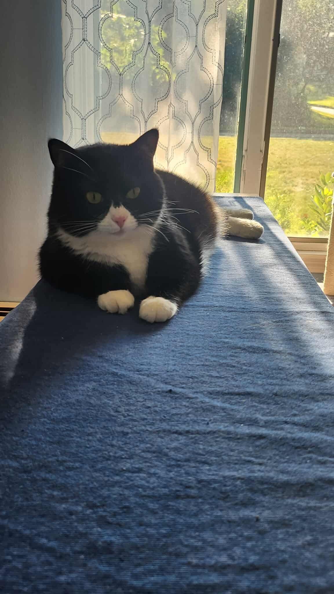 Sushi, a Adopted Domestic Short Hair in Manchester, CT image 5/5