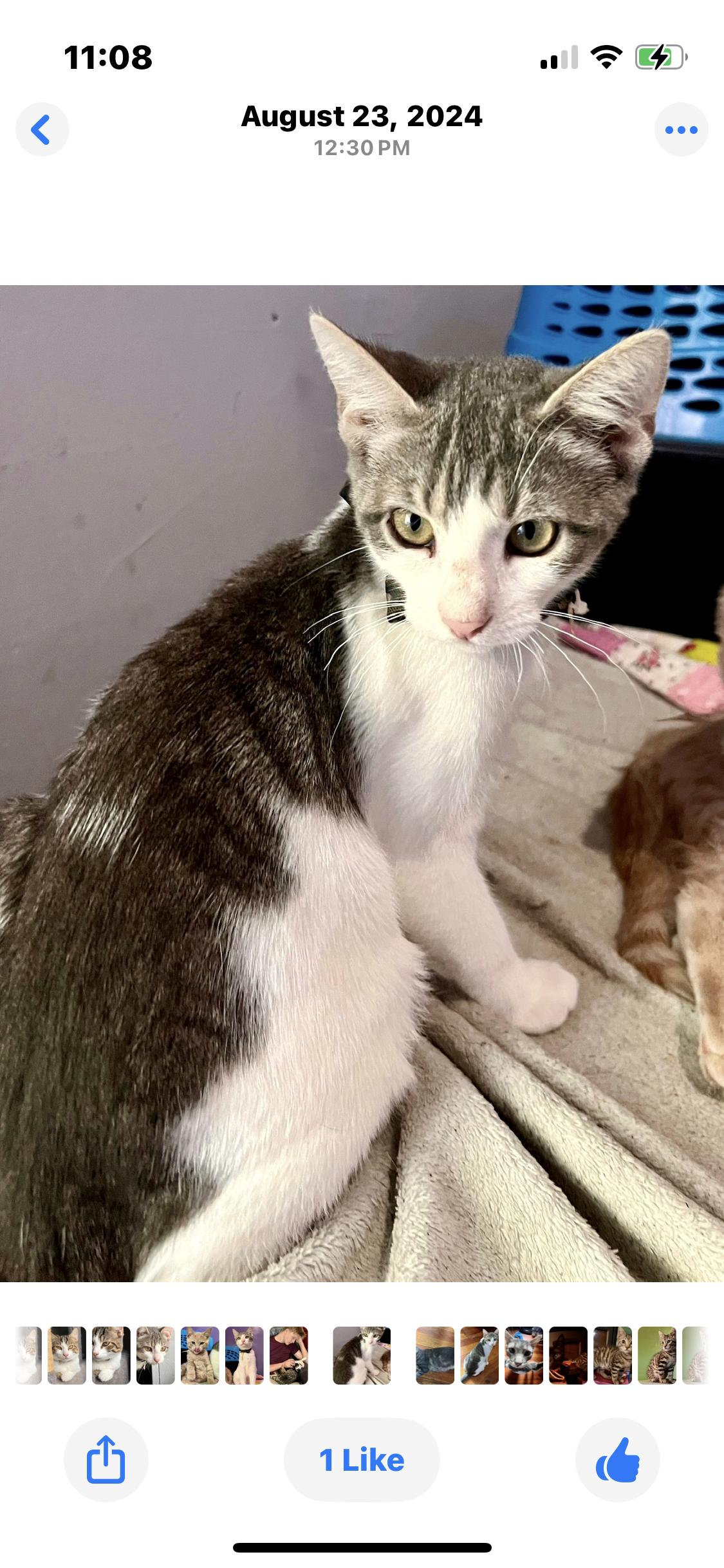 Gracie, Adoptable, Adult Female Tuxedo.