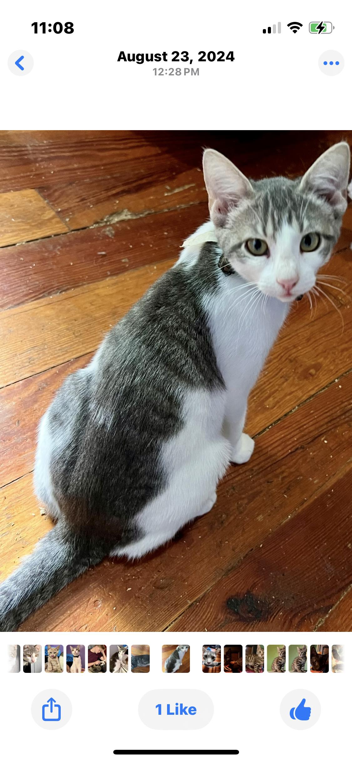 Enlarge Gracie, a Adoptable Tuxedo in Newark valley, NY image 3/4