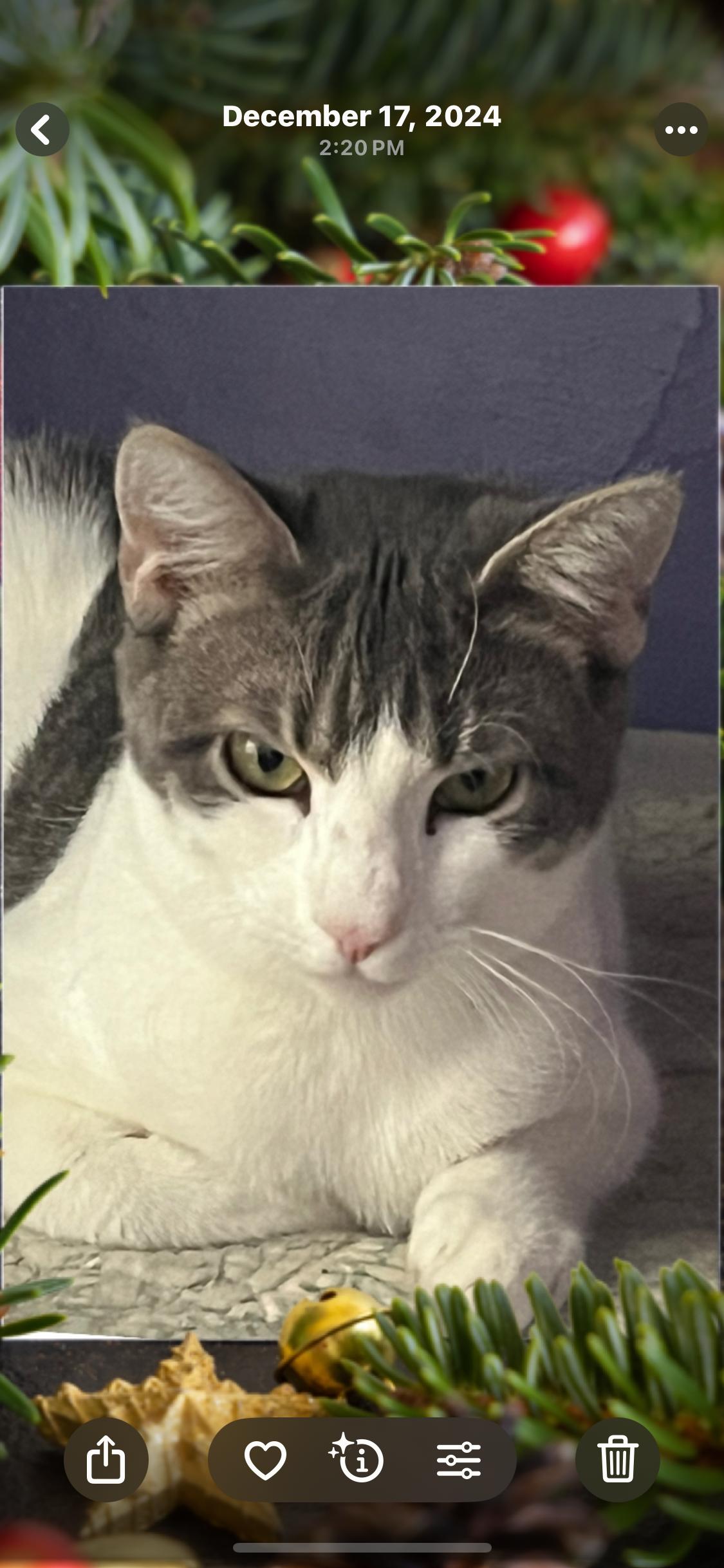 Enlarge Gracie, a Adoptable Tuxedo in Newark valley, NY image 4/4