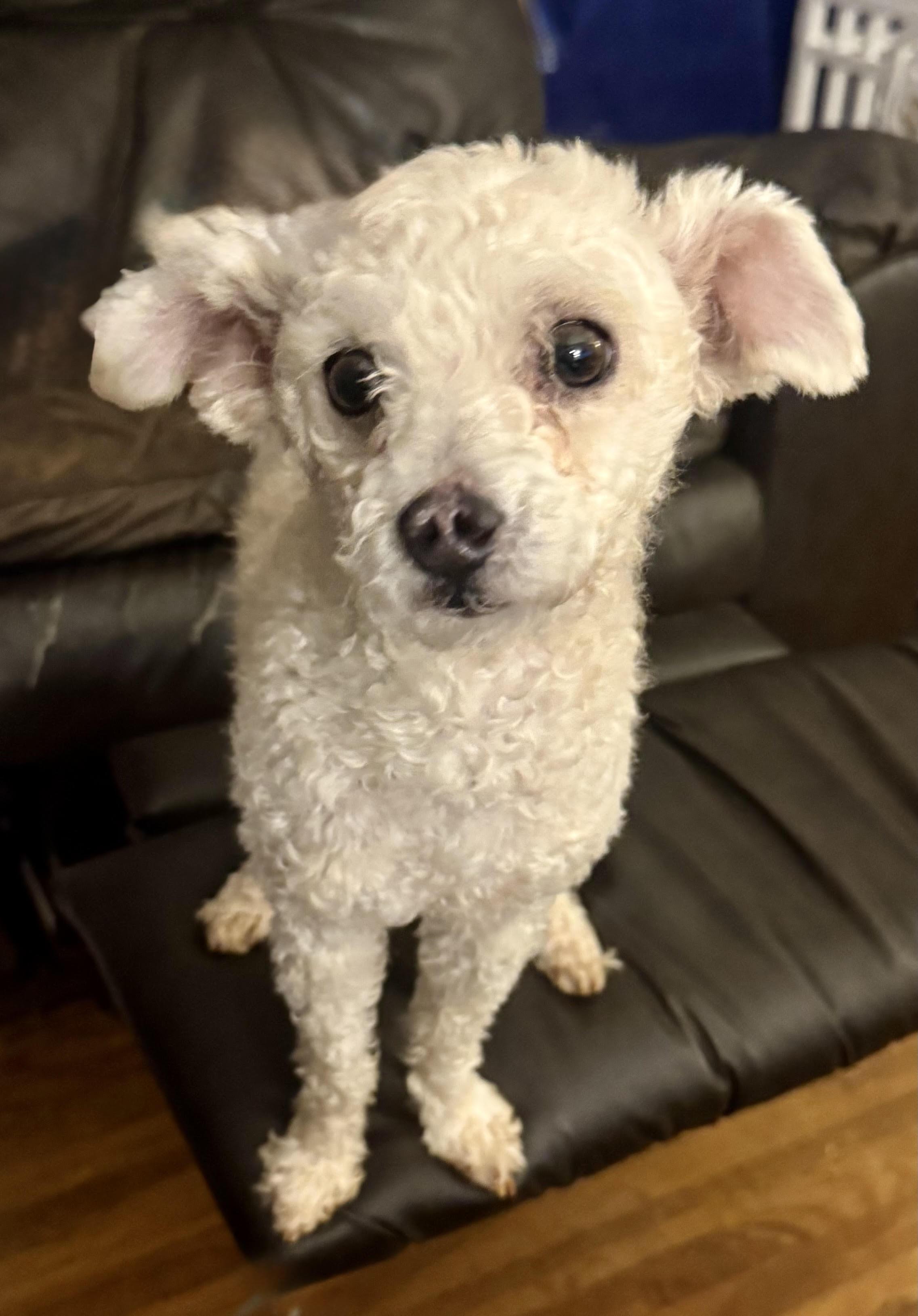 Enlarge Diesel, an adopted mixed breed in Maiden, NC image 1/6