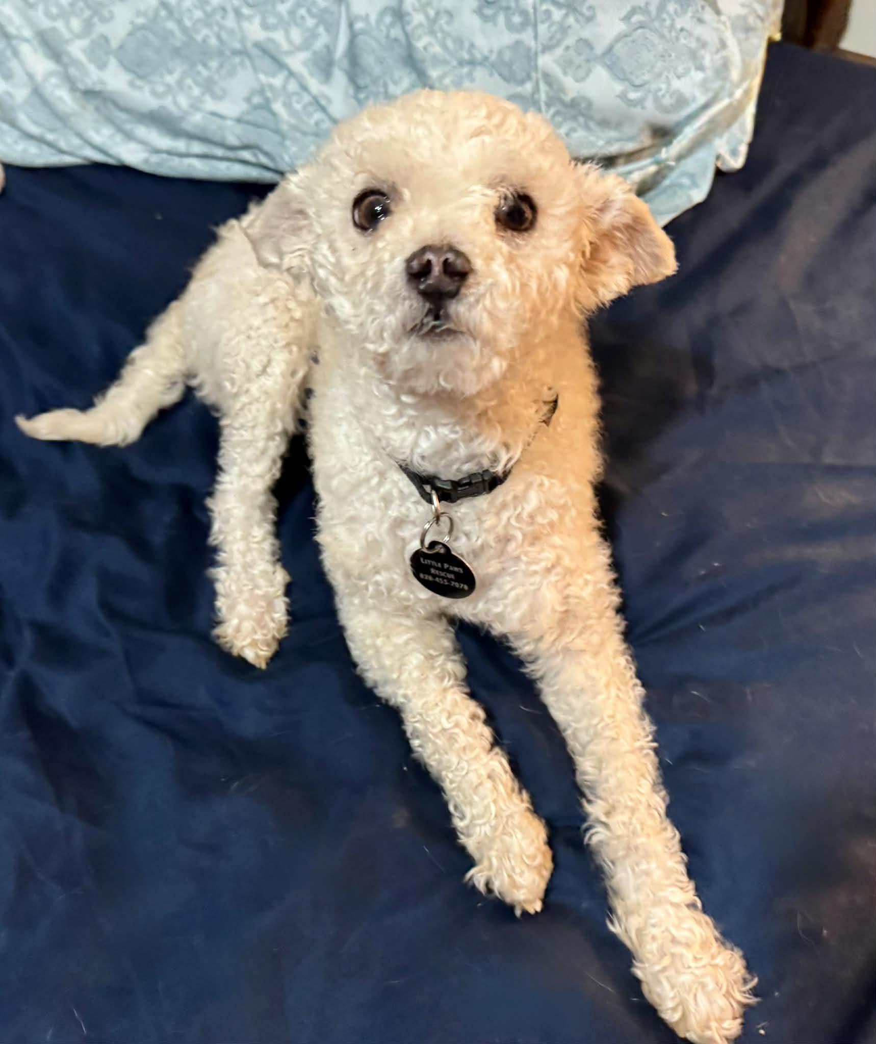 Enlarge Diesel, an adopted mixed breed in Maiden, NC image 5/6