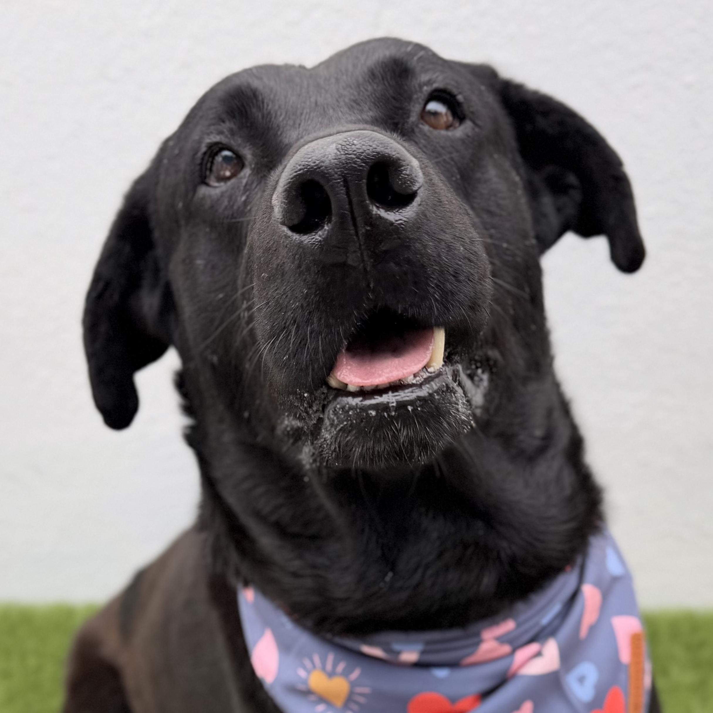 Enlarge KODA, a Adoptable Black Labrador Retriever in La Jolla, CA image 1/5