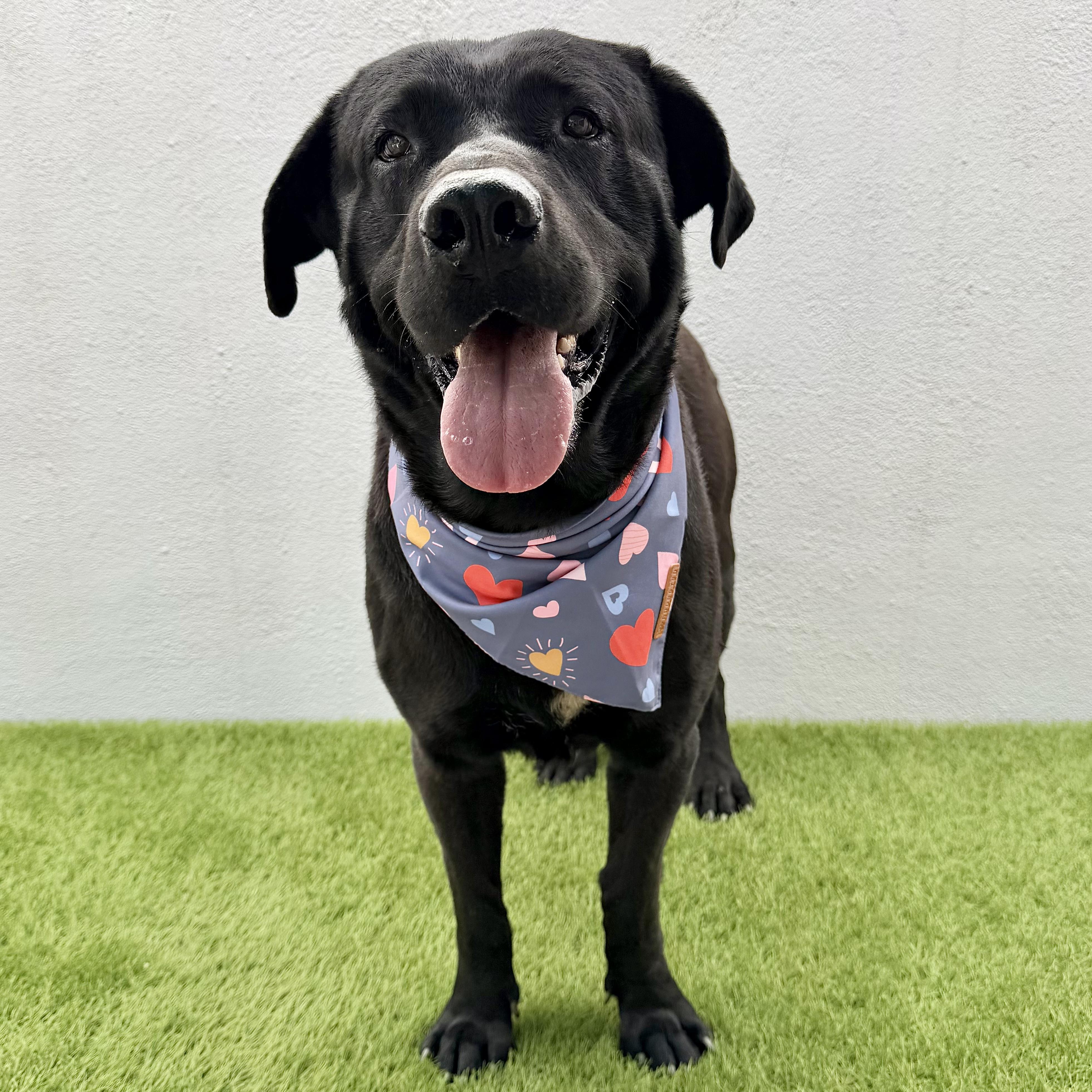 Enlarge KODA, a Adoptable Black Labrador Retriever in La Jolla, CA image 3/5