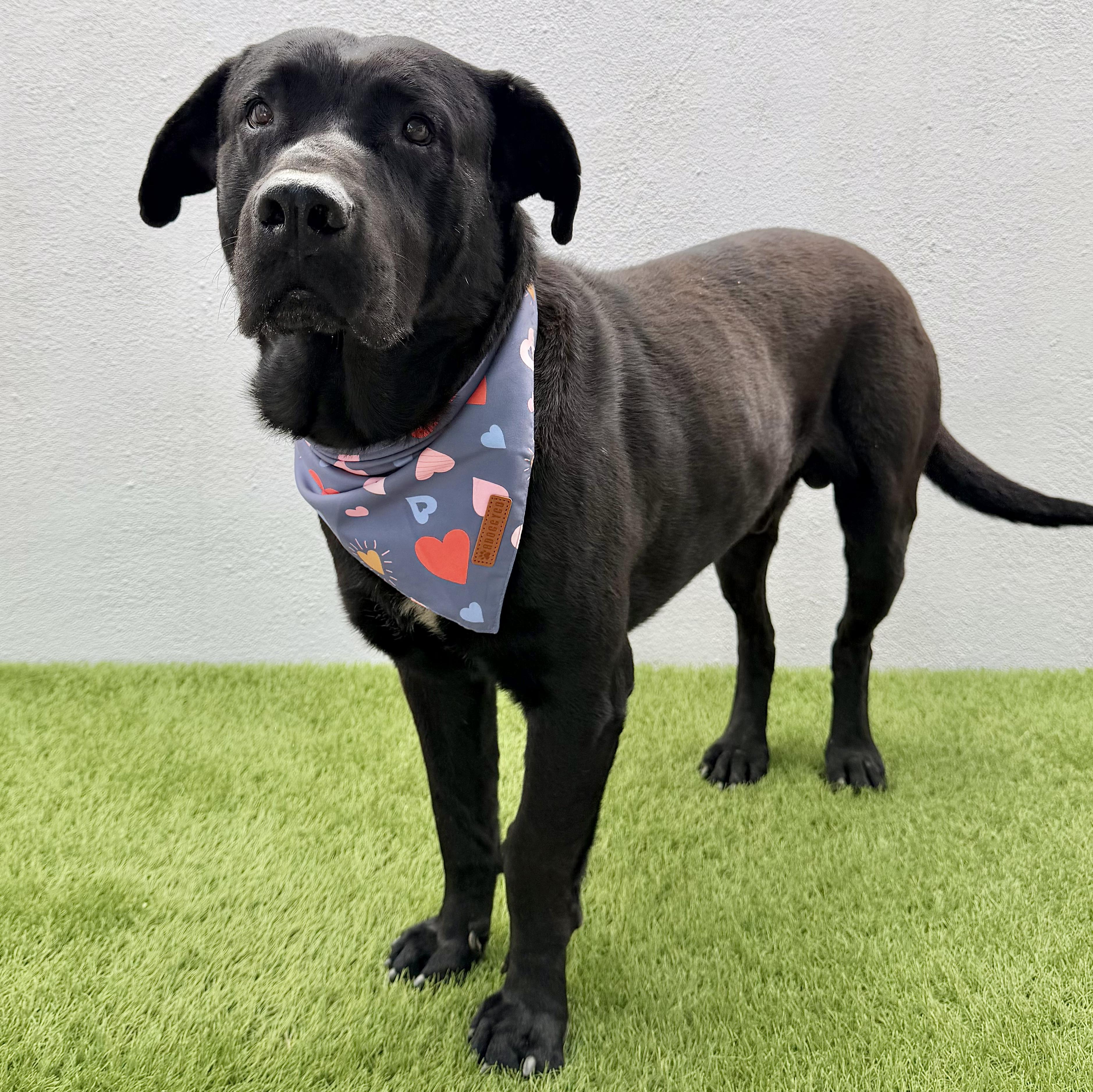 Enlarge KODA, a Adoptable Black Labrador Retriever in La Jolla, CA image 4/5