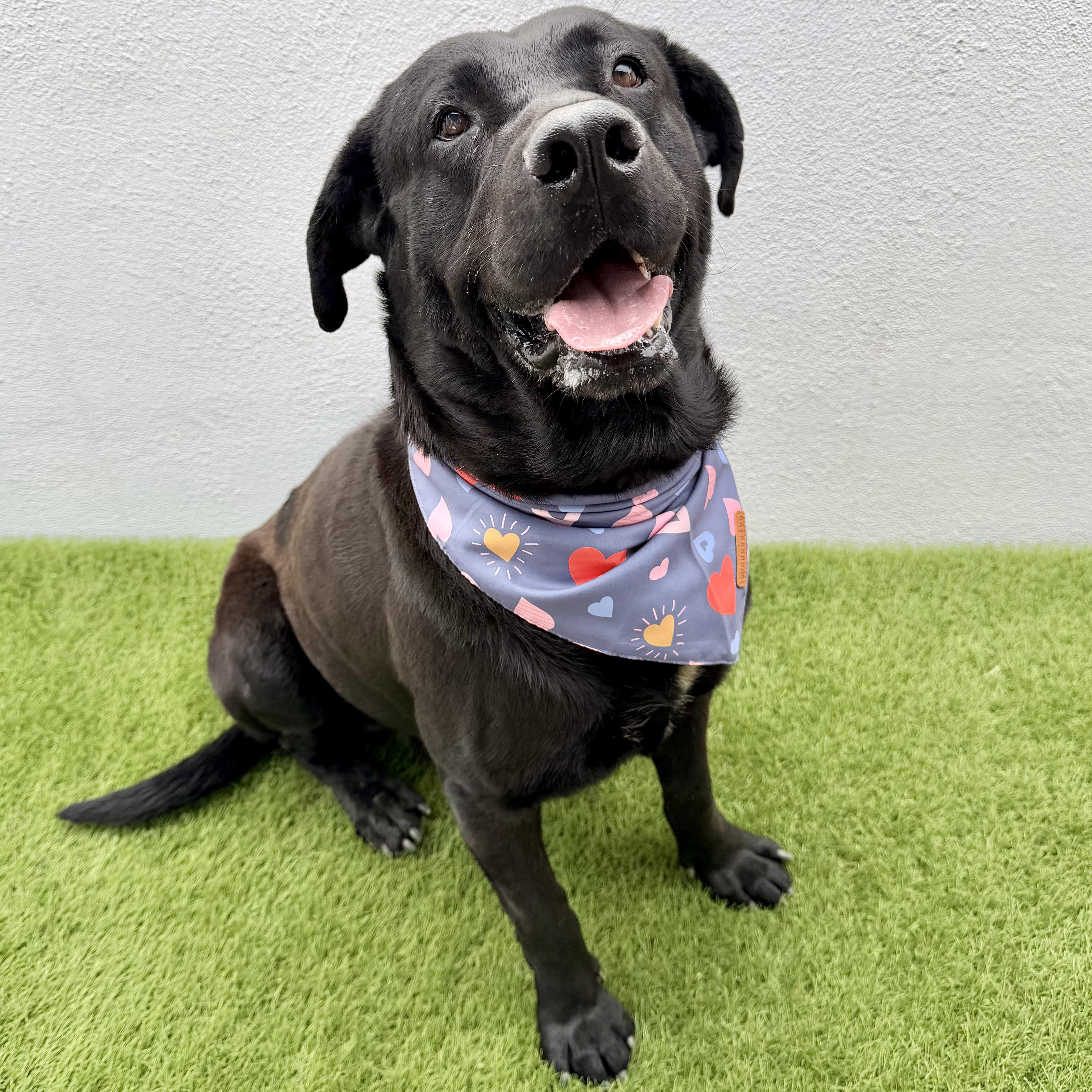Enlarge KODA, a Adoptable Black Labrador Retriever in La Jolla, CA image 2/5