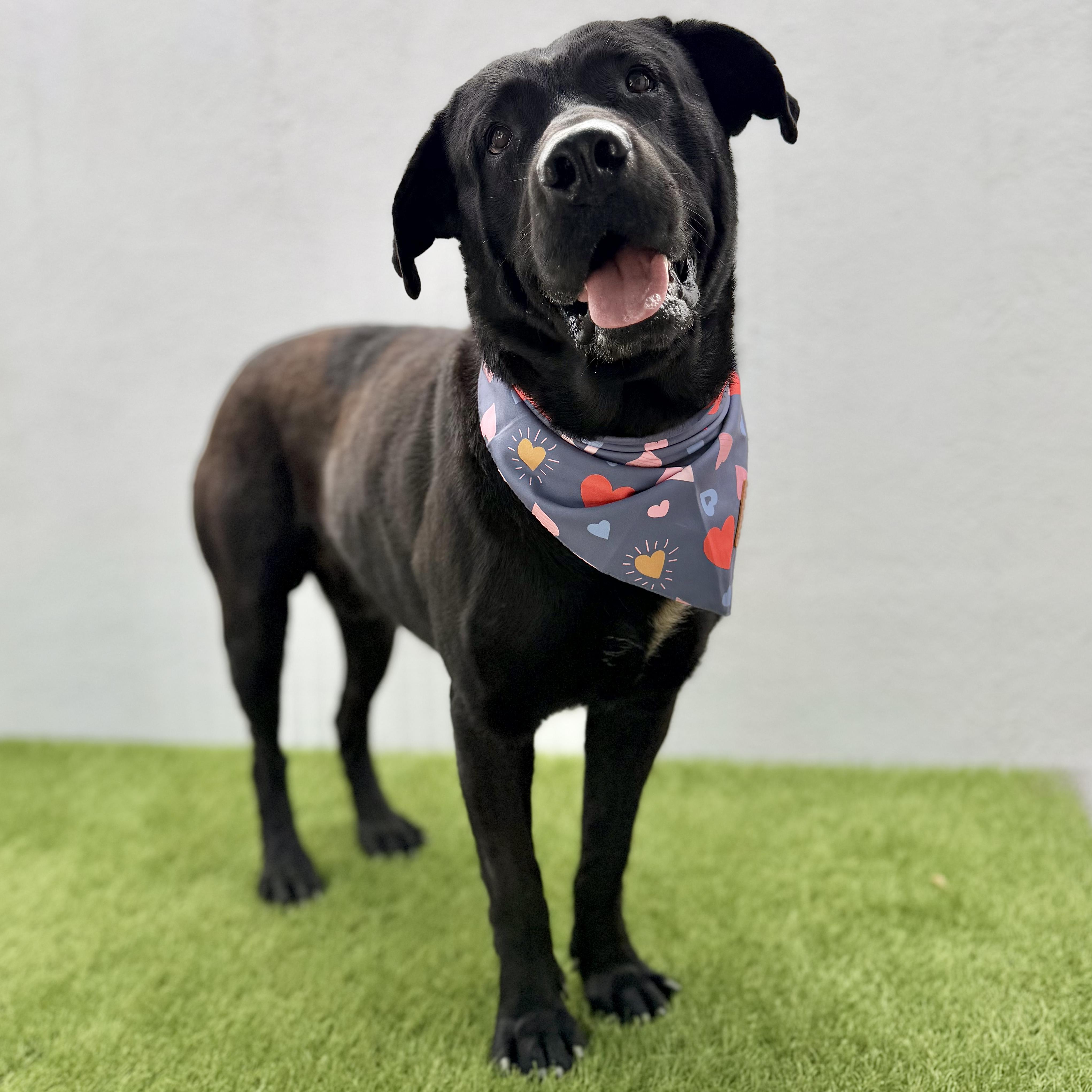 Enlarge KODA, a Adoptable Black Labrador Retriever in La Jolla, CA image 5/5