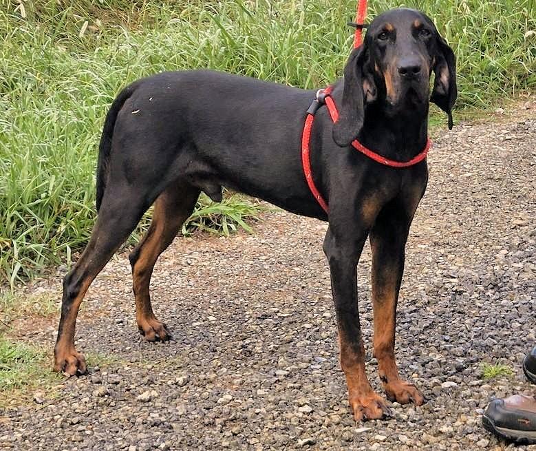 Zachariah (GA), a ADOPTABLE Black and Tan Coonhound in Ranger, GA image 1/2