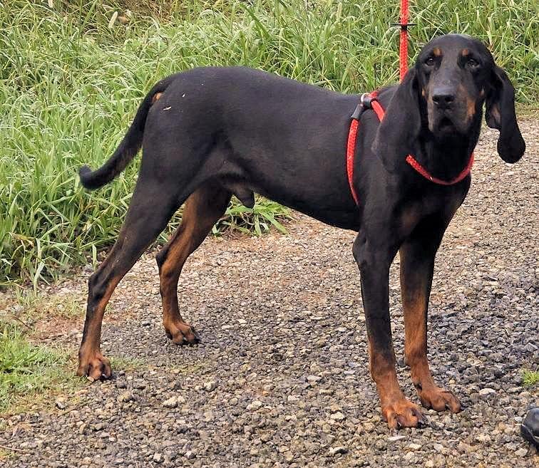 Zachariah (GA), a ADOPTABLE Black and Tan Coonhound in Ranger, GA image 2/2