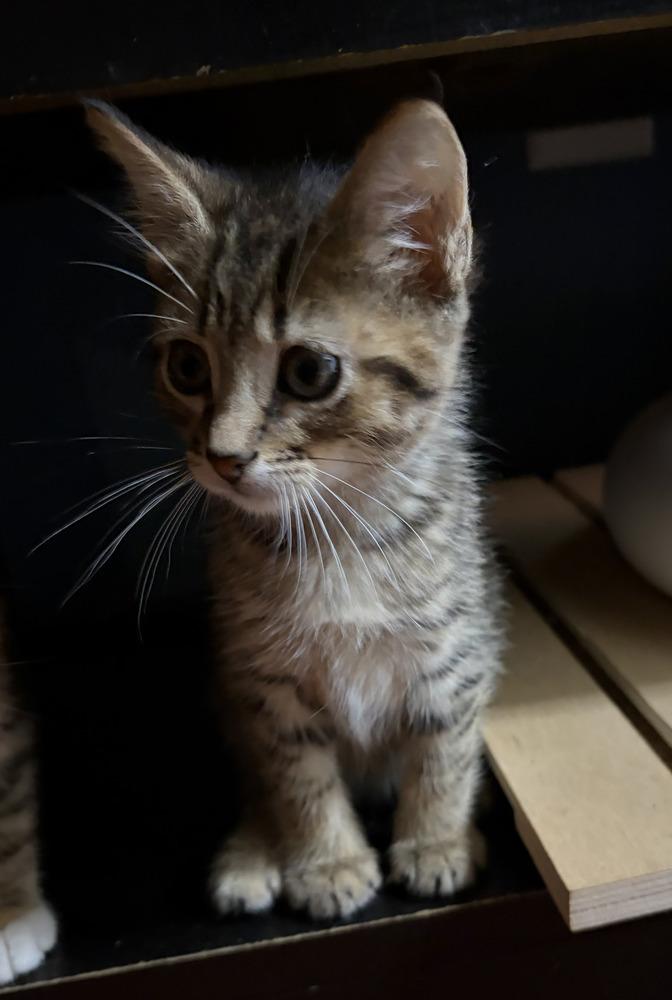 Hamlin, Adoptable, Kitten Male American Shorthair.