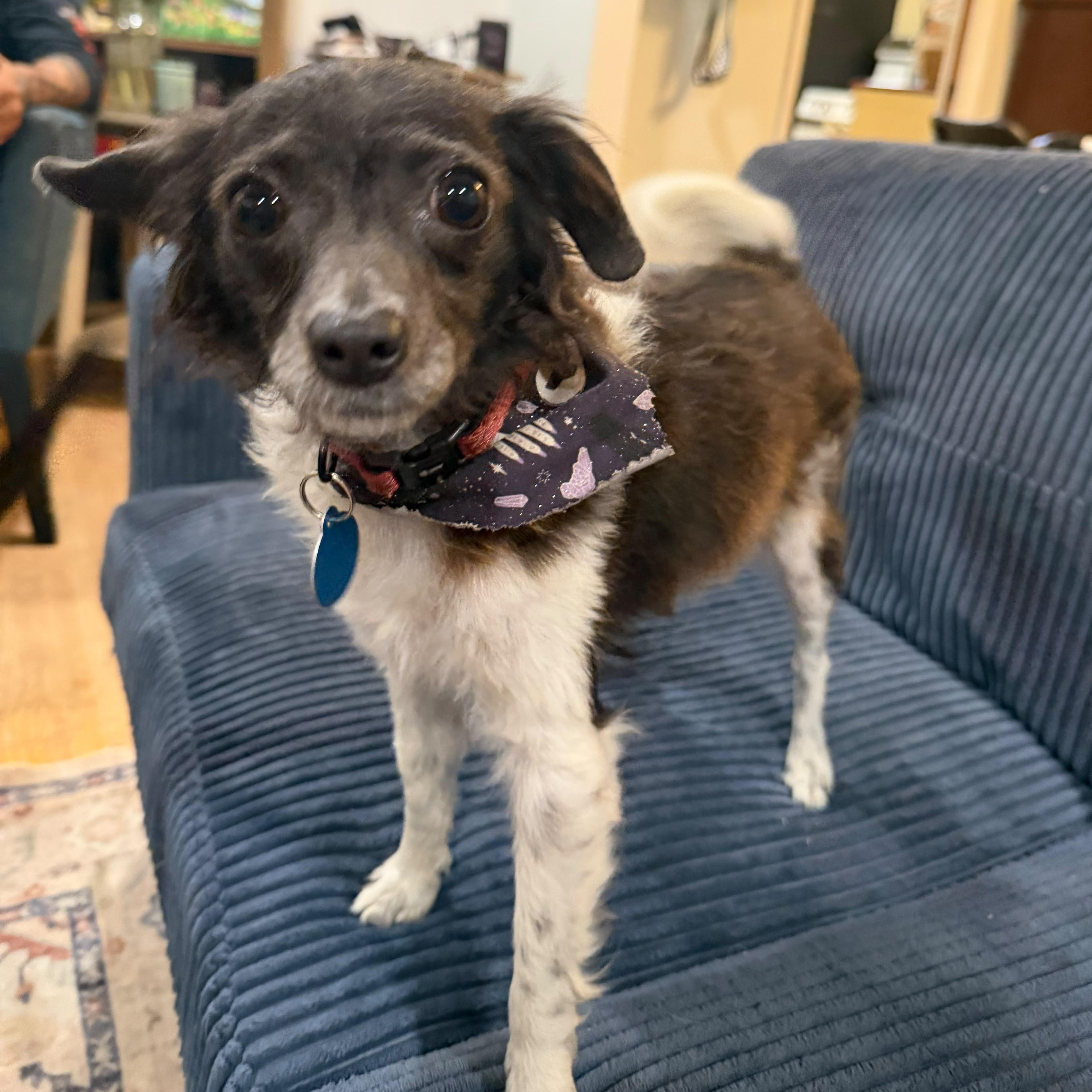 Clementine, Adoptable, Young Female Chihuahua.