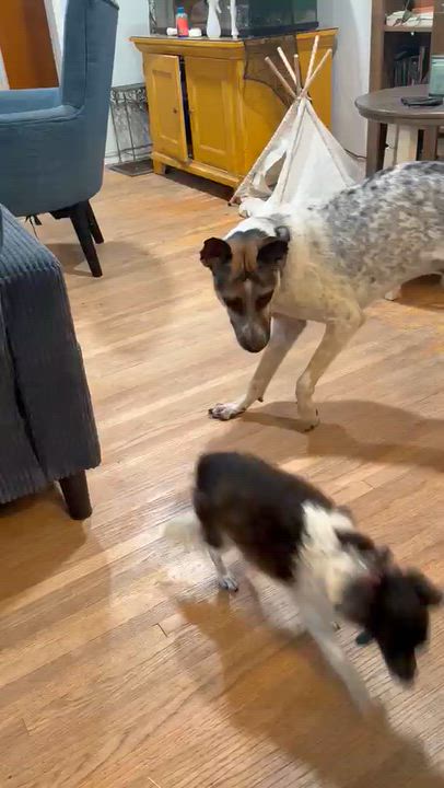 Enlarge Clementine, a Adoptable Chihuahua in La Mesa, CA video 5/5