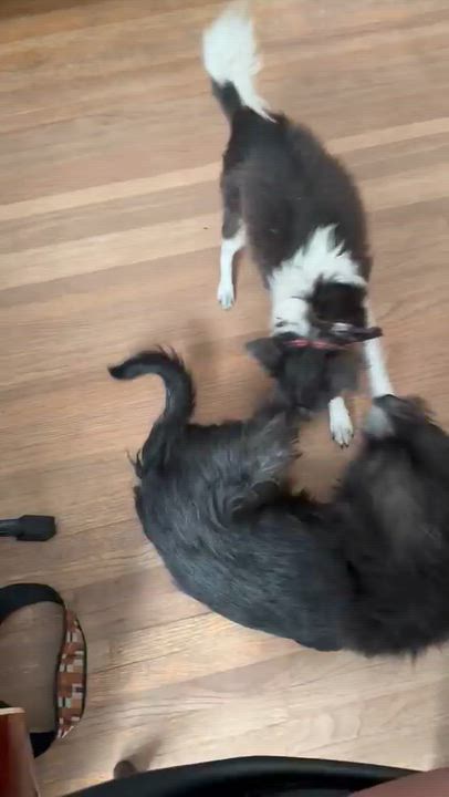 Enlarge Clementine, a Adoptable Chihuahua in La Mesa, CA video 3/5