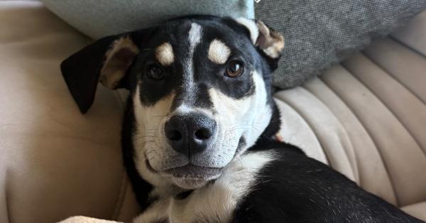 Bianca, Adoptable, Puppy Female Shepherd.