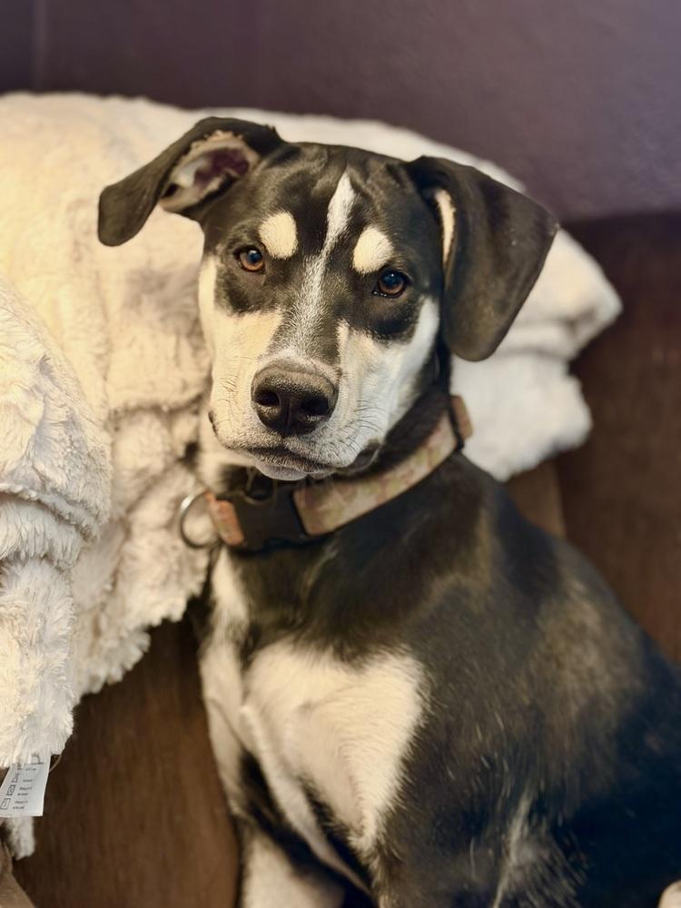 Enlarge Bianca, a Adoptable mixed breed in Denver, CO image 2/6