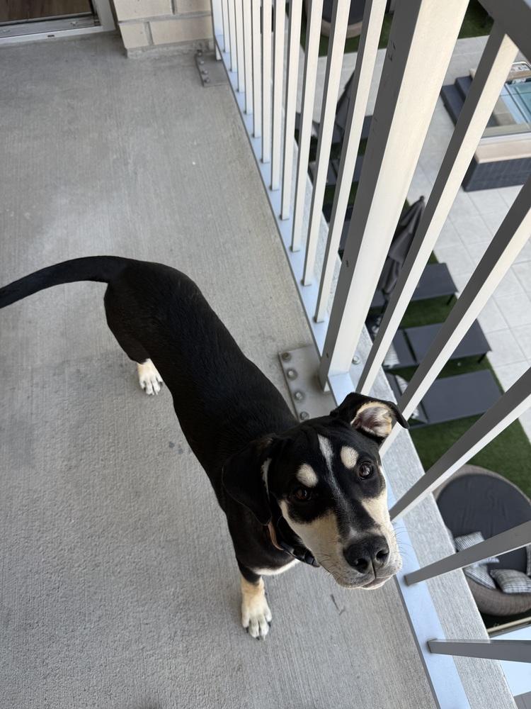 Enlarge Bianca, a Adoptable mixed breed in Denver, CO image 1/4