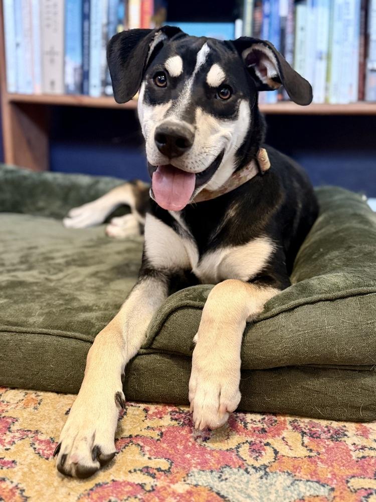 Enlarge Bianca, a Adoptable mixed breed in Denver, CO image 4/6