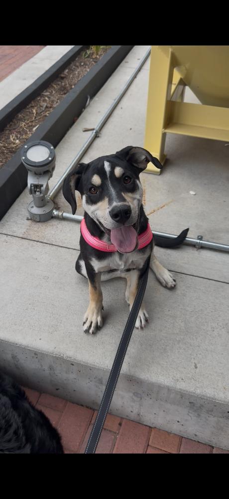 Enlarge Bianca, a Adoptable mixed breed in Denver, CO image 2/4