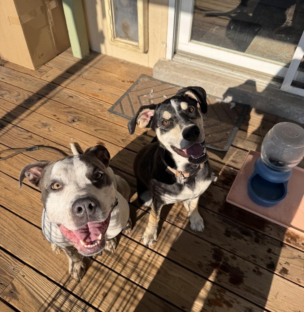 Enlarge Bianca, a Adoptable mixed breed in Denver, CO image 6/6