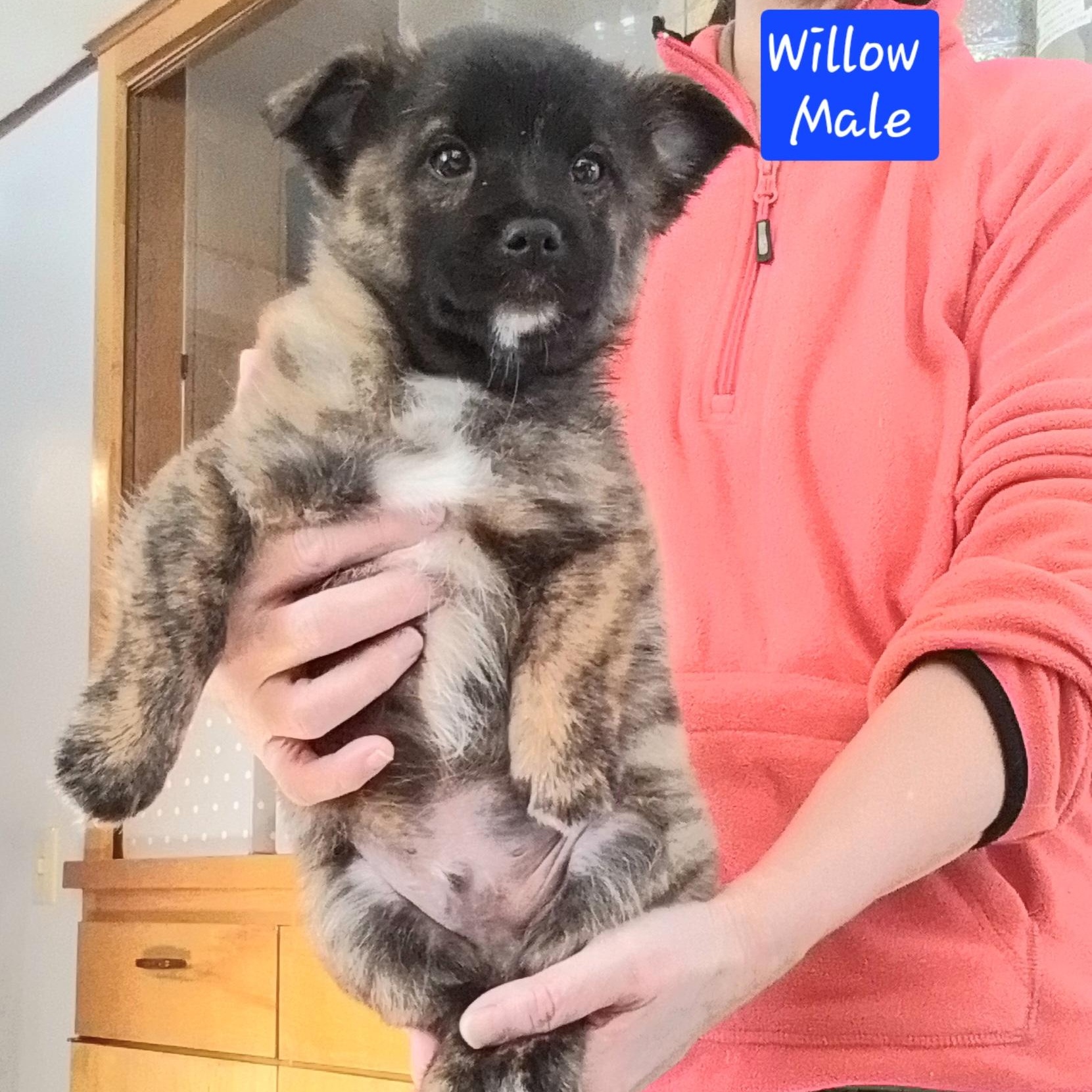 Enlarge Willow, a Adoptable mixed breed in Oroville, WA image 2/3
