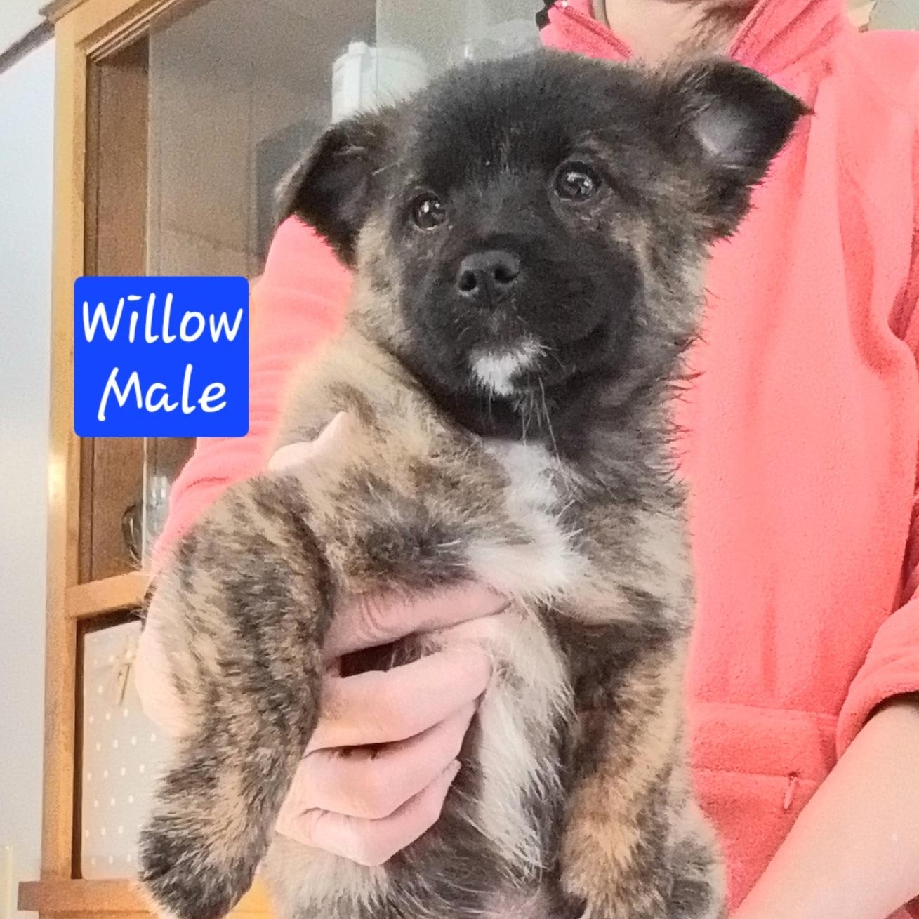 Enlarge Willow, a Adoptable mixed breed in Oroville, WA image 1/3