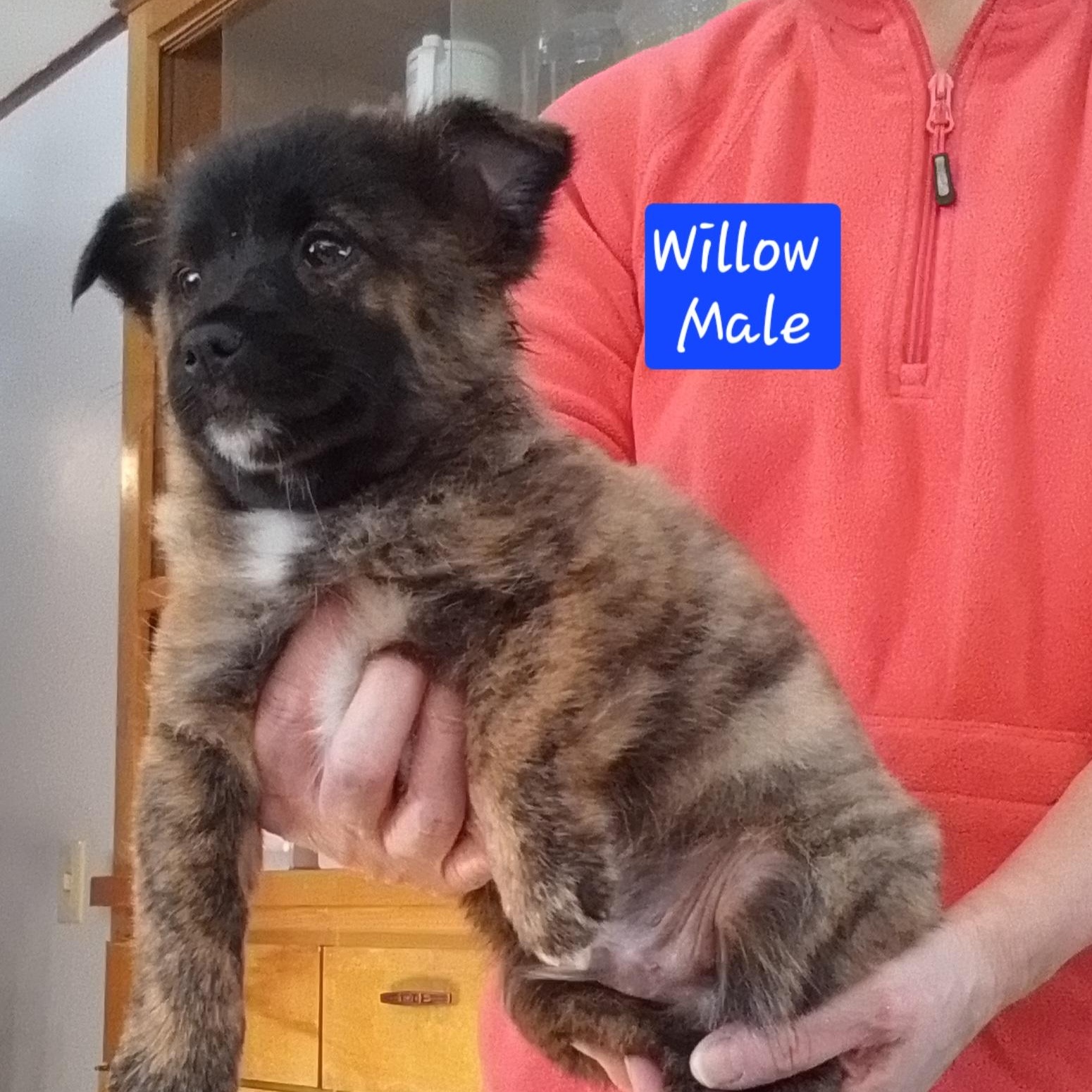Enlarge Willow, a Adoptable mixed breed in Oroville, WA image 3/3