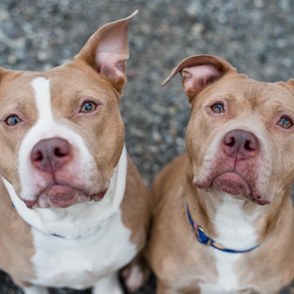 America, Adoptable, Adult Female Mixed Breed.