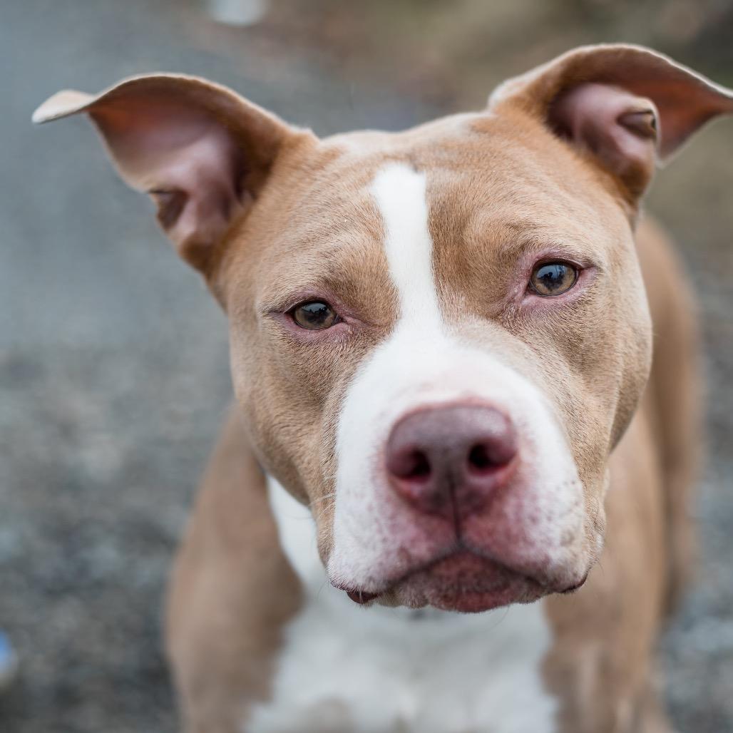 Enlarge America, a Adoptable Mixed Breed in Warwick, RI image 2/6