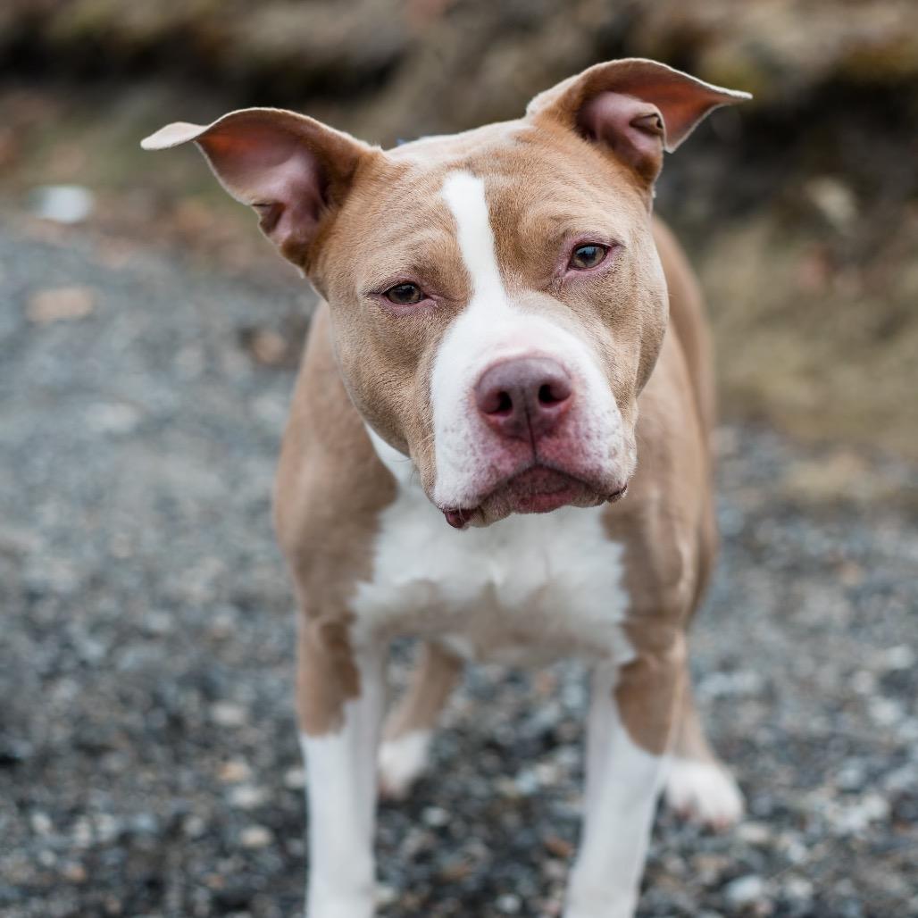 Enlarge America, a Adoptable Mixed Breed in Warwick, RI image 4/6