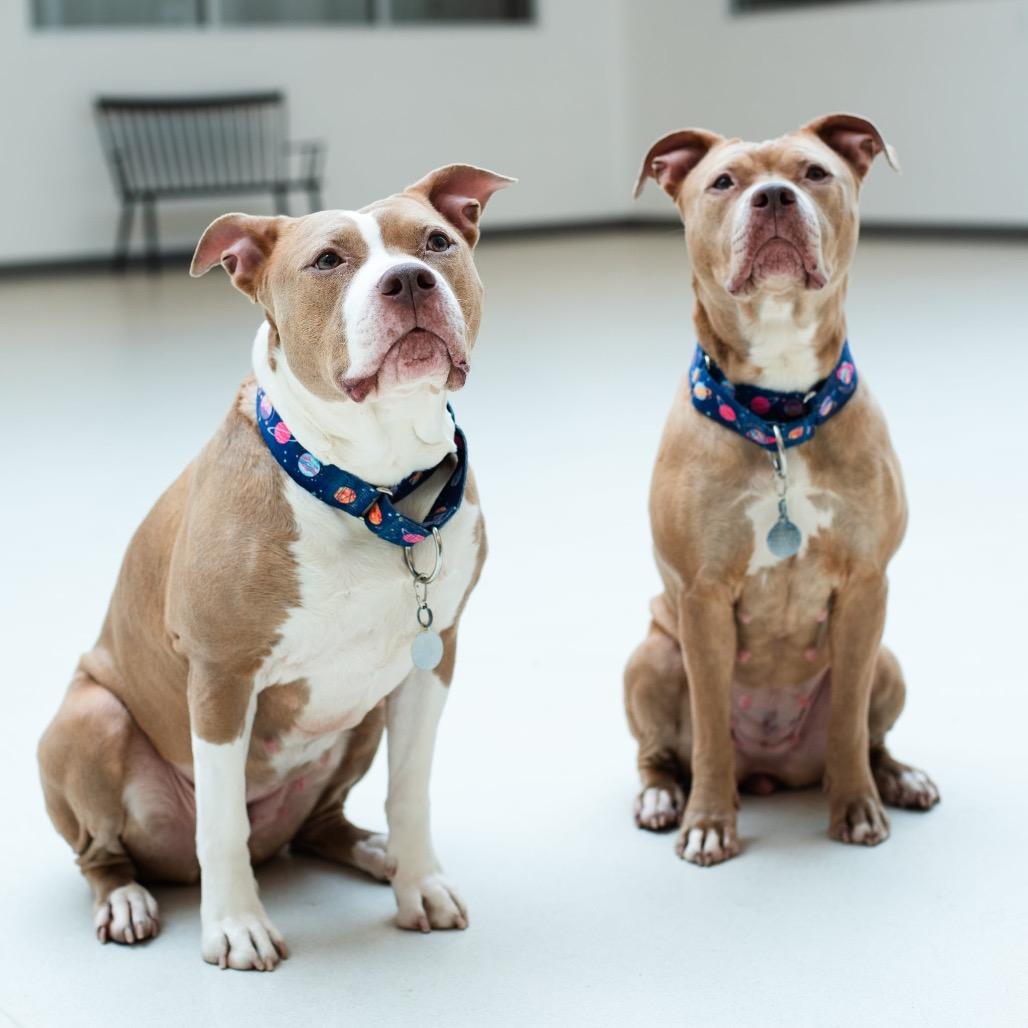 Enlarge America, a Adoptable Mixed Breed in Warwick, RI image 5/6