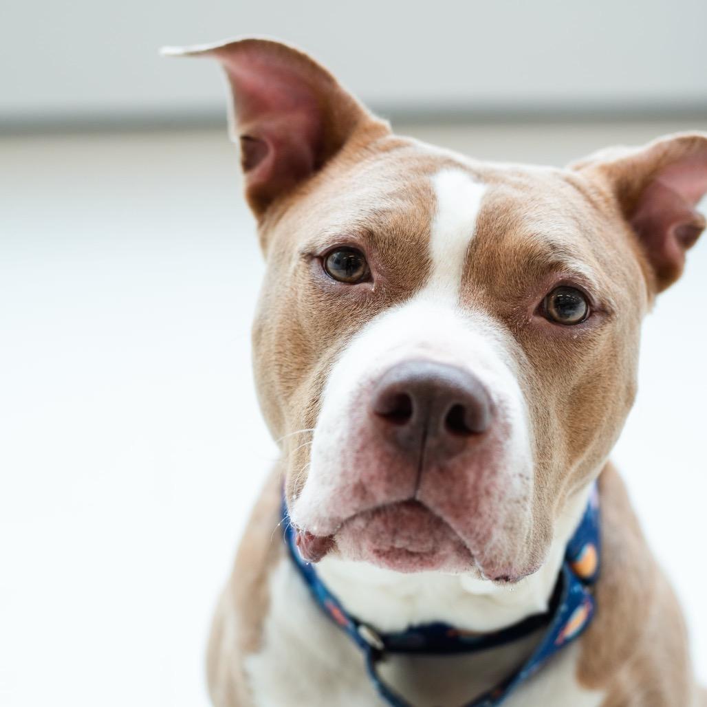 Enlarge America, a Adoptable Mixed Breed in Warwick, RI image 6/6