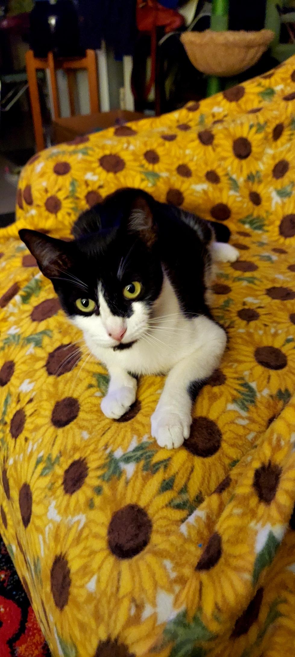 Peaches, Adoptable, Adult Female Tuxedo.
