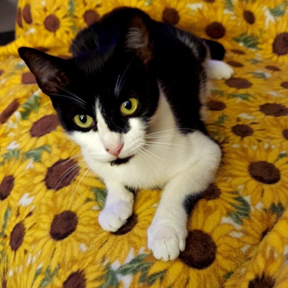Enlarge Peaches, a Adoptable Tuxedo in Costa Mesa, CA image 2/2