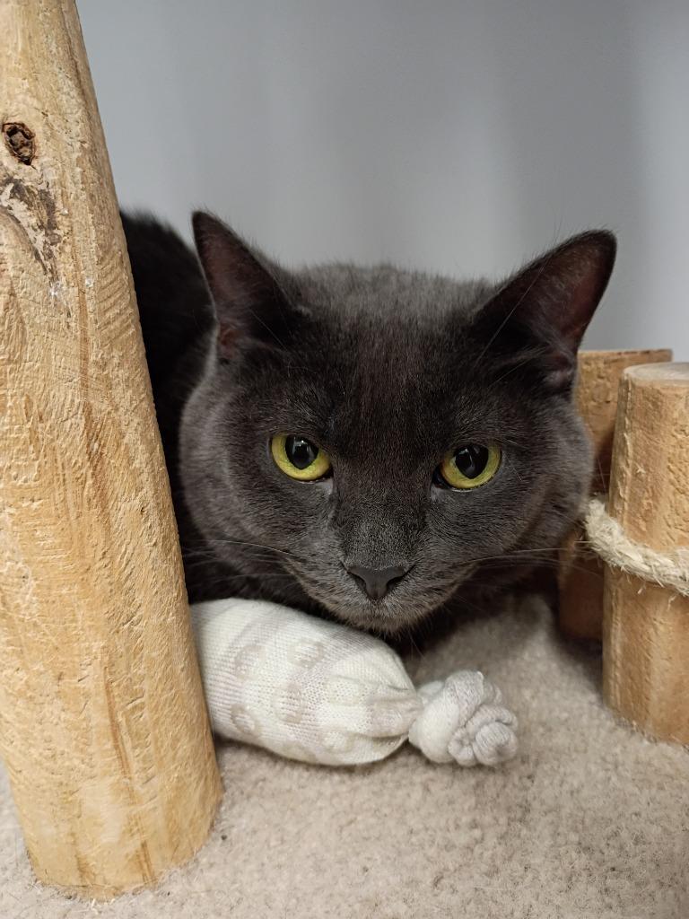 Jersey, adopted, Adult Female Domestic Short Hair.