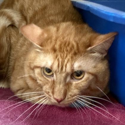 Enlarge Goose, a ADOPTABLE Domestic Short Hair in Lansing, MI image 5/5