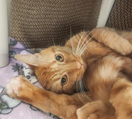 Enlarge Goose, a ADOPTABLE Domestic Short Hair in Lansing, MI image 3/5