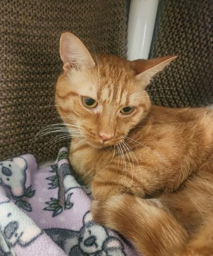 Enlarge Goose, a ADOPTABLE Domestic Short Hair in Lansing, MI image 1/5