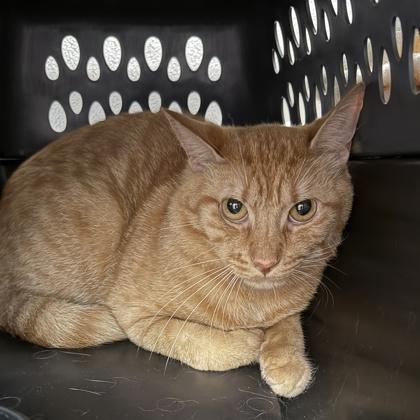 Enlarge Goose, a ADOPTABLE Domestic Short Hair in Lansing, MI image 4/5