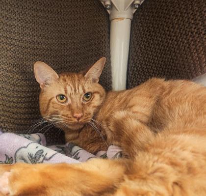 Enlarge Goose, a ADOPTABLE Domestic Short Hair in Lansing, MI image 2/5