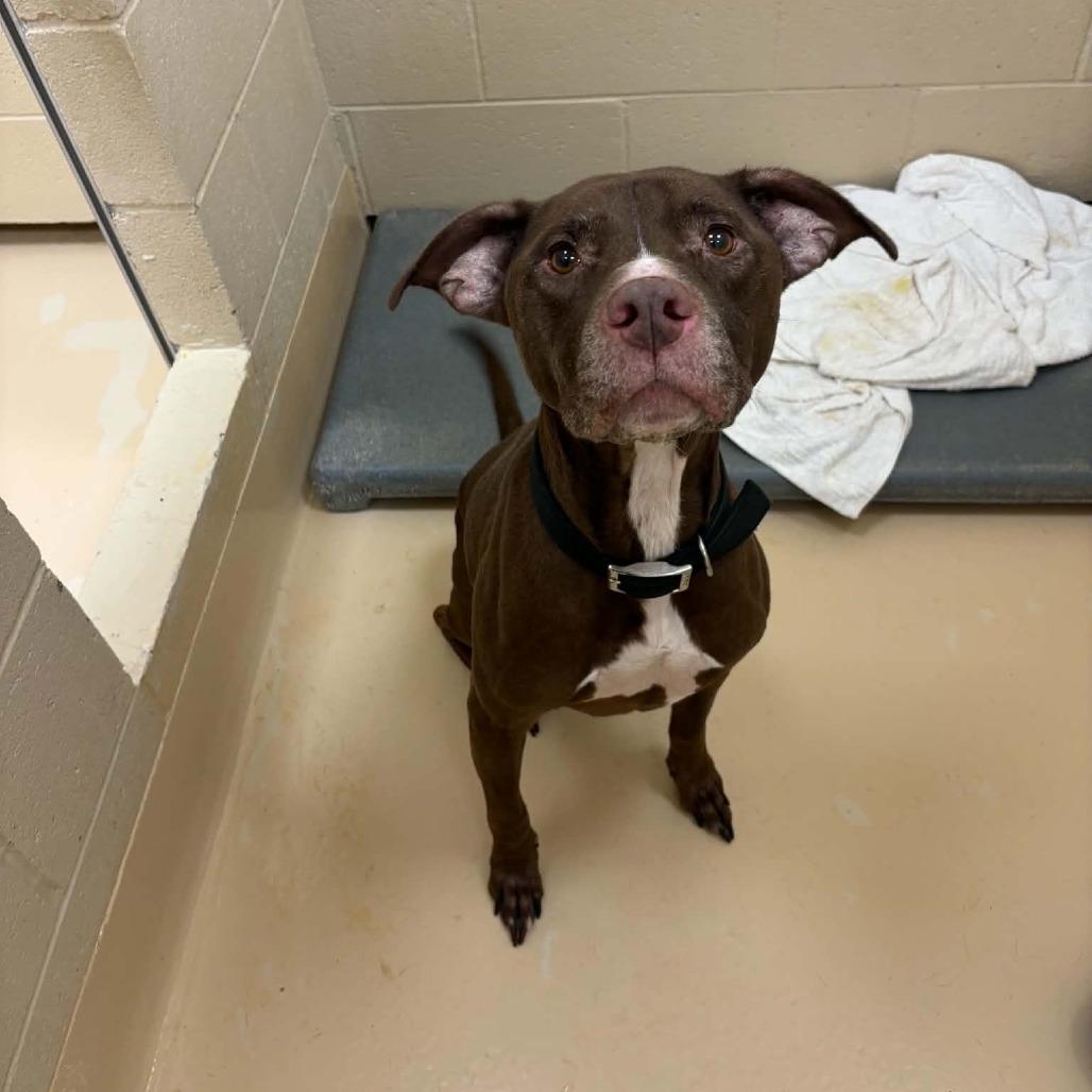 Tank, Adoptable, Adult Male Mixed Breed.
