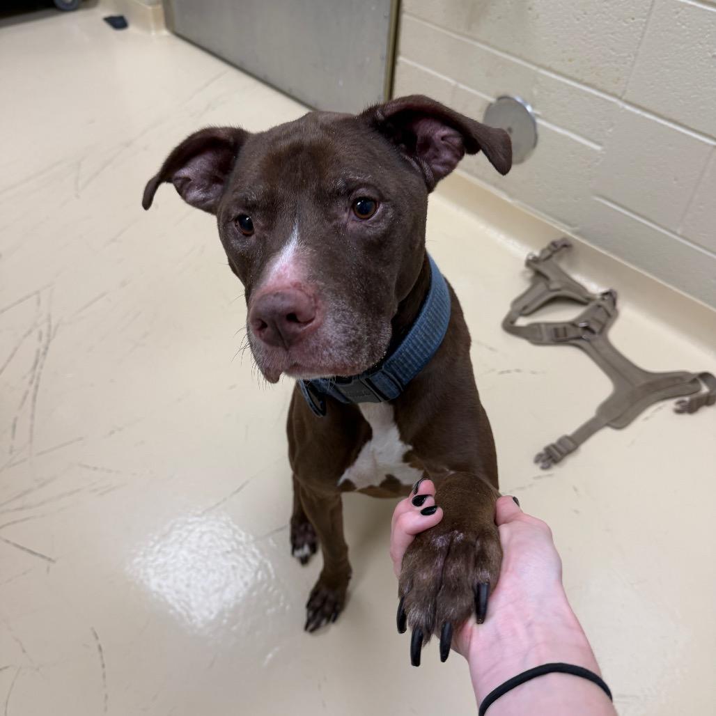 Enlarge Tank, a Adoptable Mixed Breed in Winston-Salem, NC image 2/6