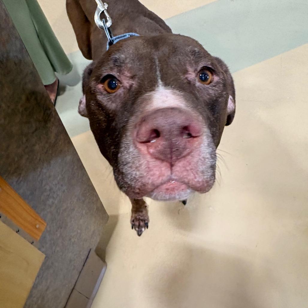 Enlarge Tank, a Adoptable Mixed Breed in Winston-Salem, NC image 3/6