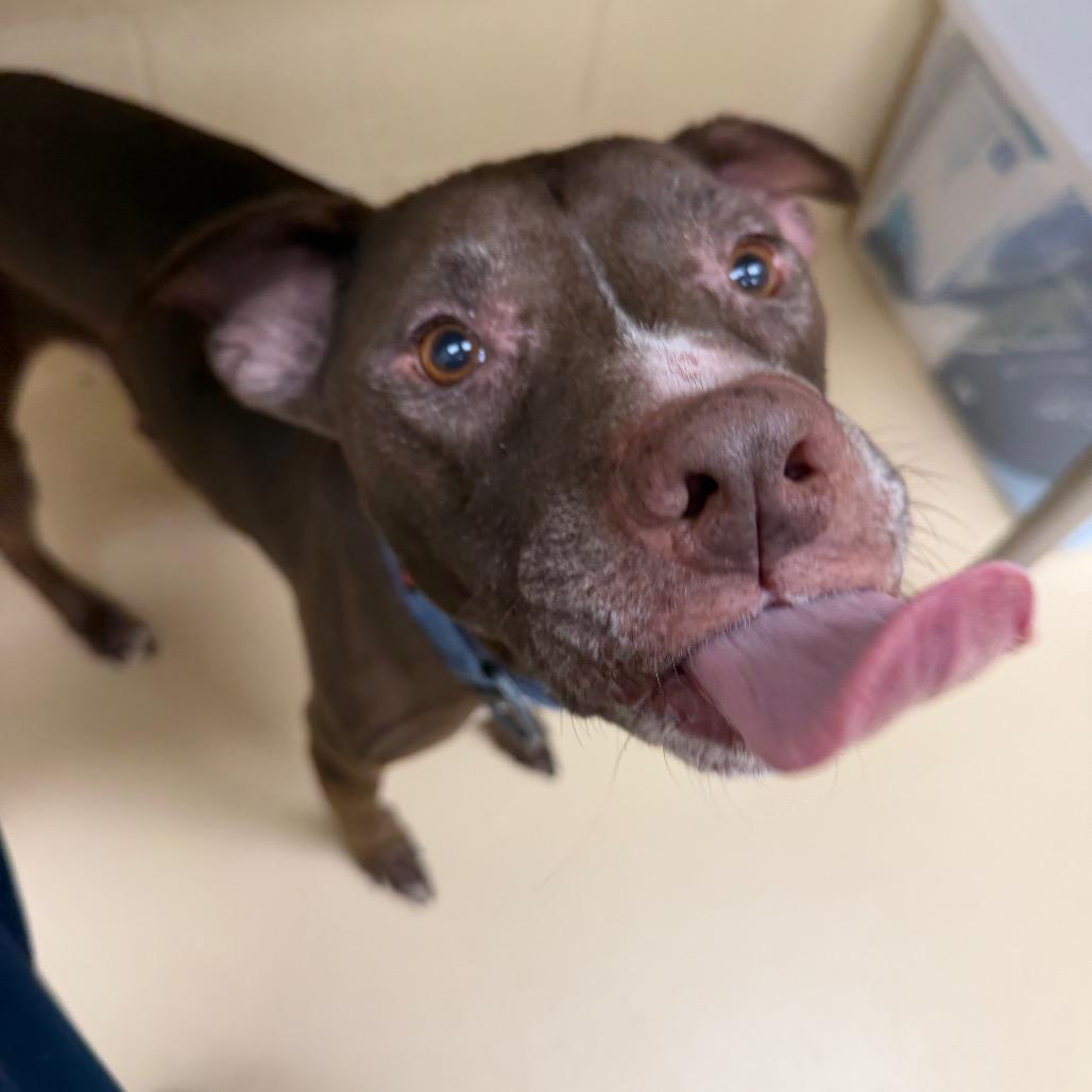 Enlarge Tank, a Adoptable Mixed Breed in Winston-Salem, NC image 4/6
